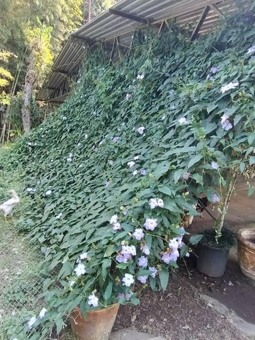 Sitio Paraiso Verde Juquitiba Εξωτερικό φωτογραφία