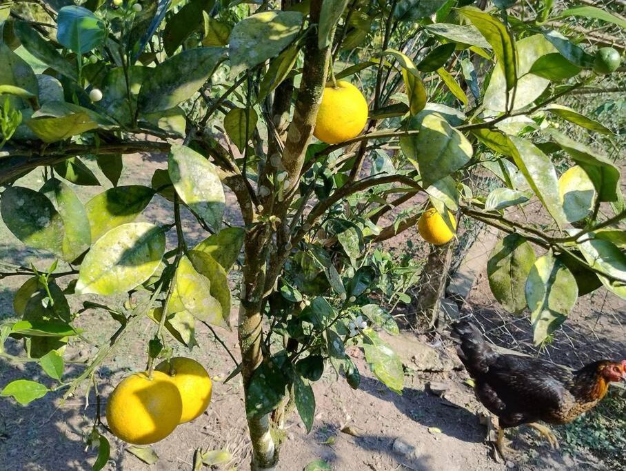 Sitio Paraiso Verde Juquitiba Εξωτερικό φωτογραφία